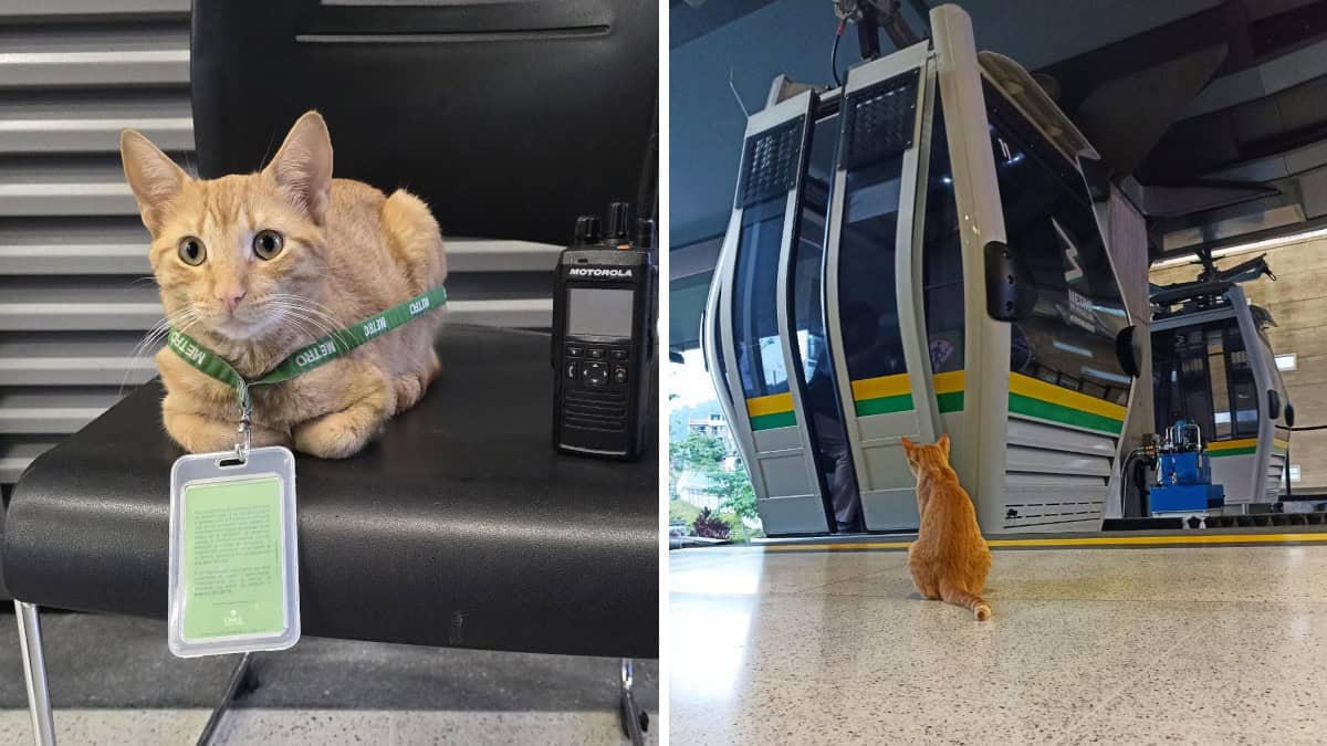 Mishi, il gatto che “lavora” nella metropolitana di Medellín come controllore degli accessi