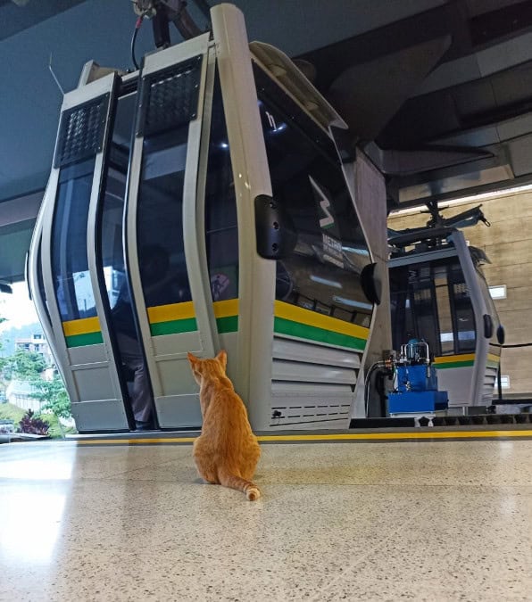 Mishi, il gatto della metropolitana di Medellìn che ha conquistato tutti