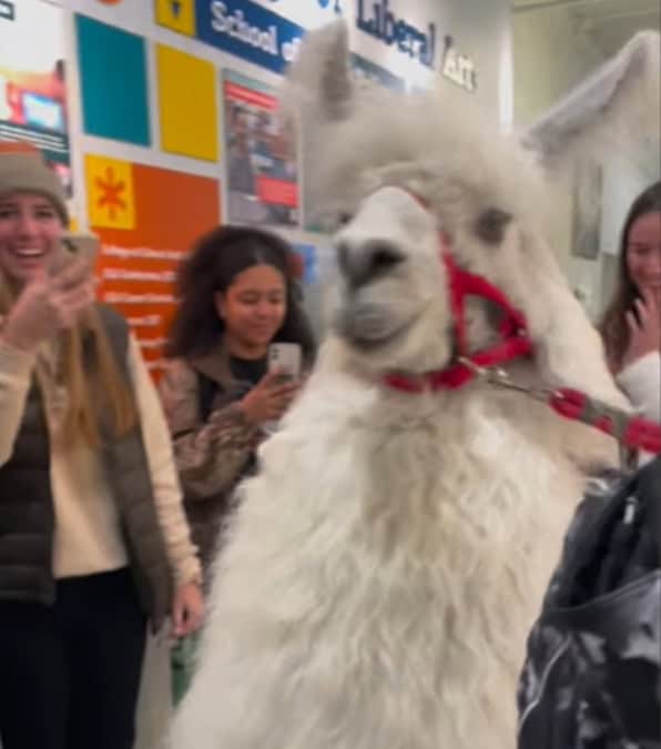 Caesar, il lama che aiuta gli studenti a combattere lo Stress