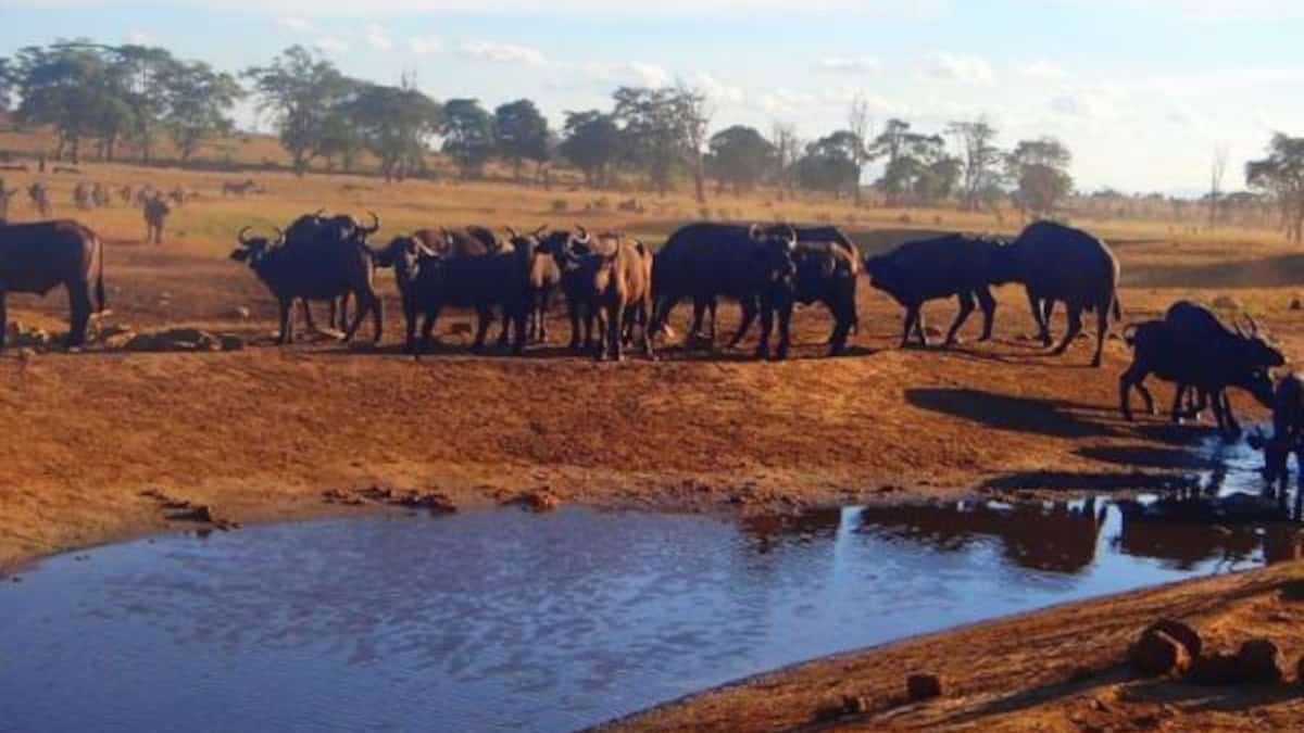 Patrick Kilonzo Mwalua: L'uomo dell'acqua che salva la fauna selvatica