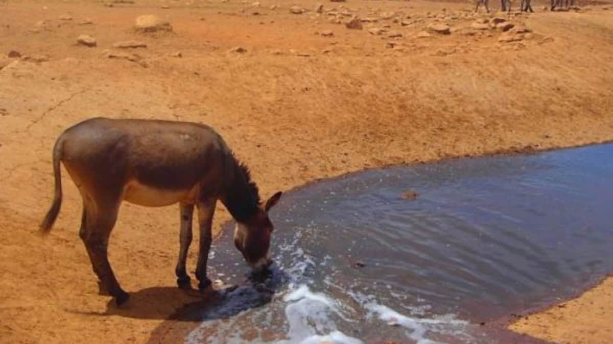 Patrick Kilonzo Mwalua: L'uomo dell'acqua che salva la fauna selvatica