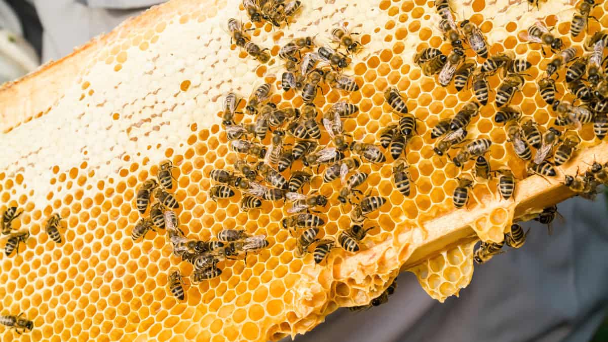 L'importanza delle Api: salvare gli impollinatori per garantire il futuro del pianeta