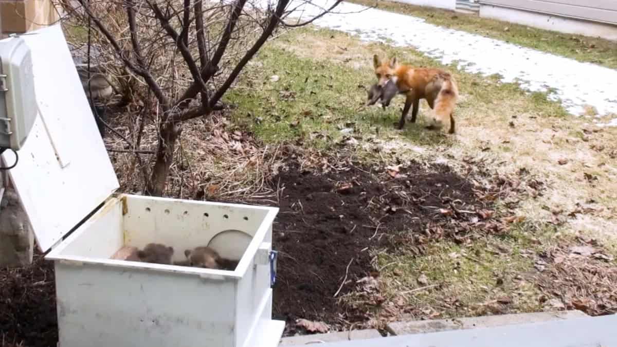 trovano cuccioli di volpe sotto il portico di casa