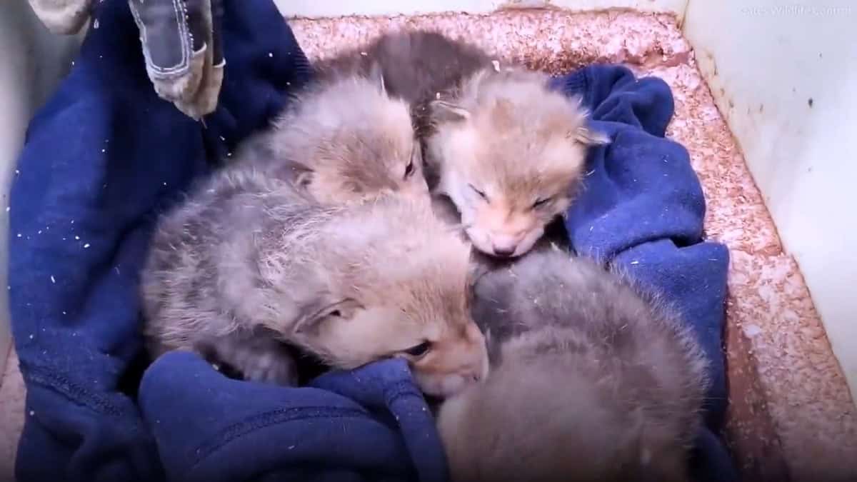 trovano cuccioli di volpe sotto il portico di casa