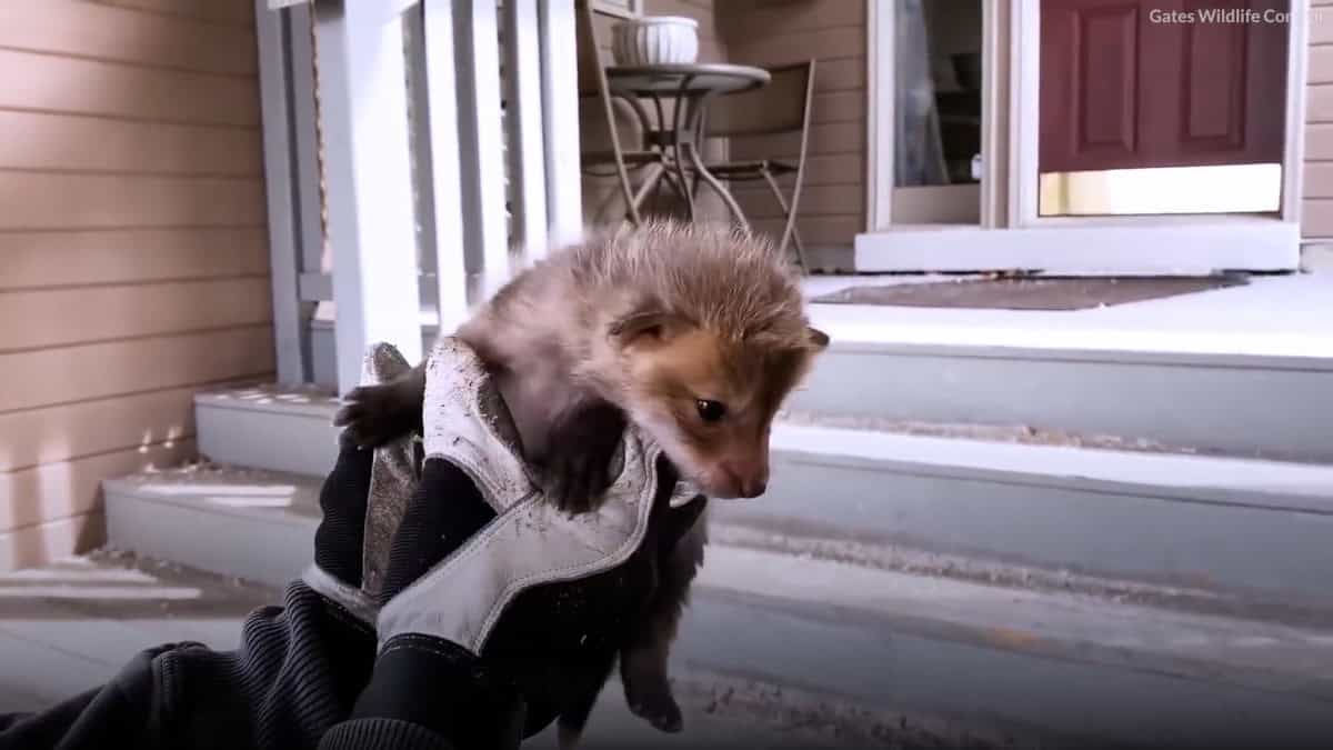 trovano cuccioli di volpe sotto il portico di casa