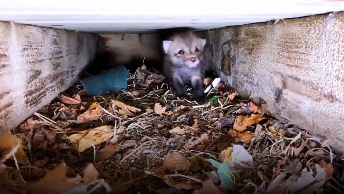 trovano cuccioli di volpe sotto il portico di casa