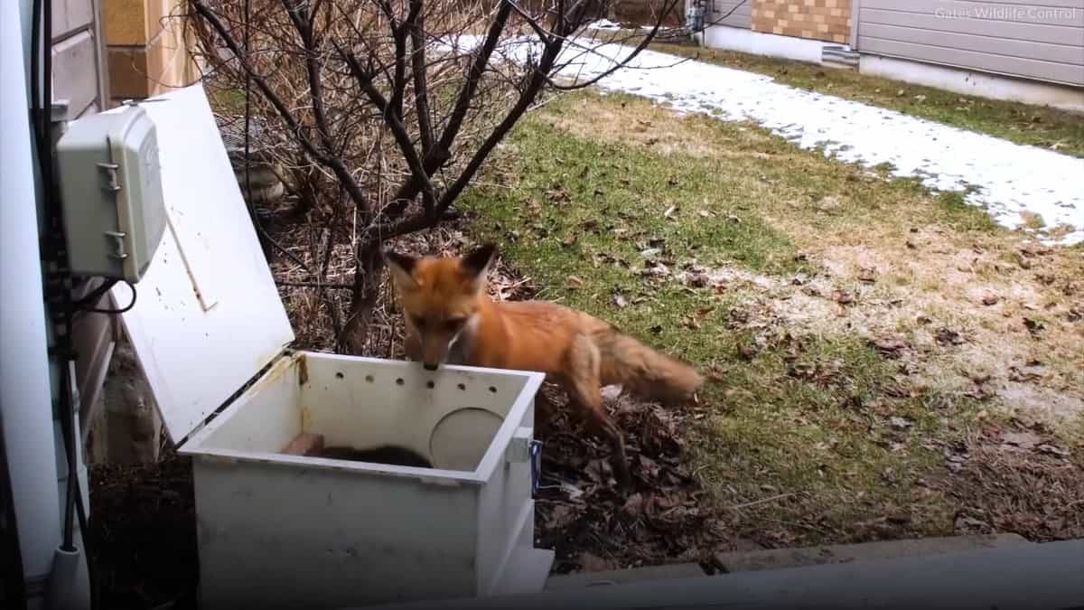 trovano cuccioli di volpe sotto il portico di casa